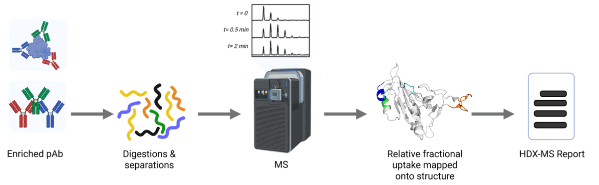 HDX-MS Polyclonal Epitope Mapping Workflow
